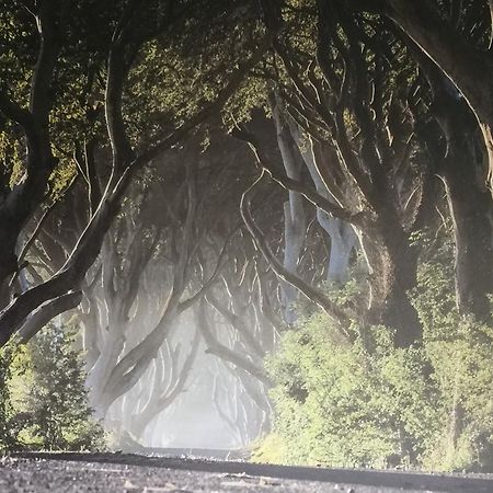 Dark Hedges Cottage Балликасл Экстерьер фото